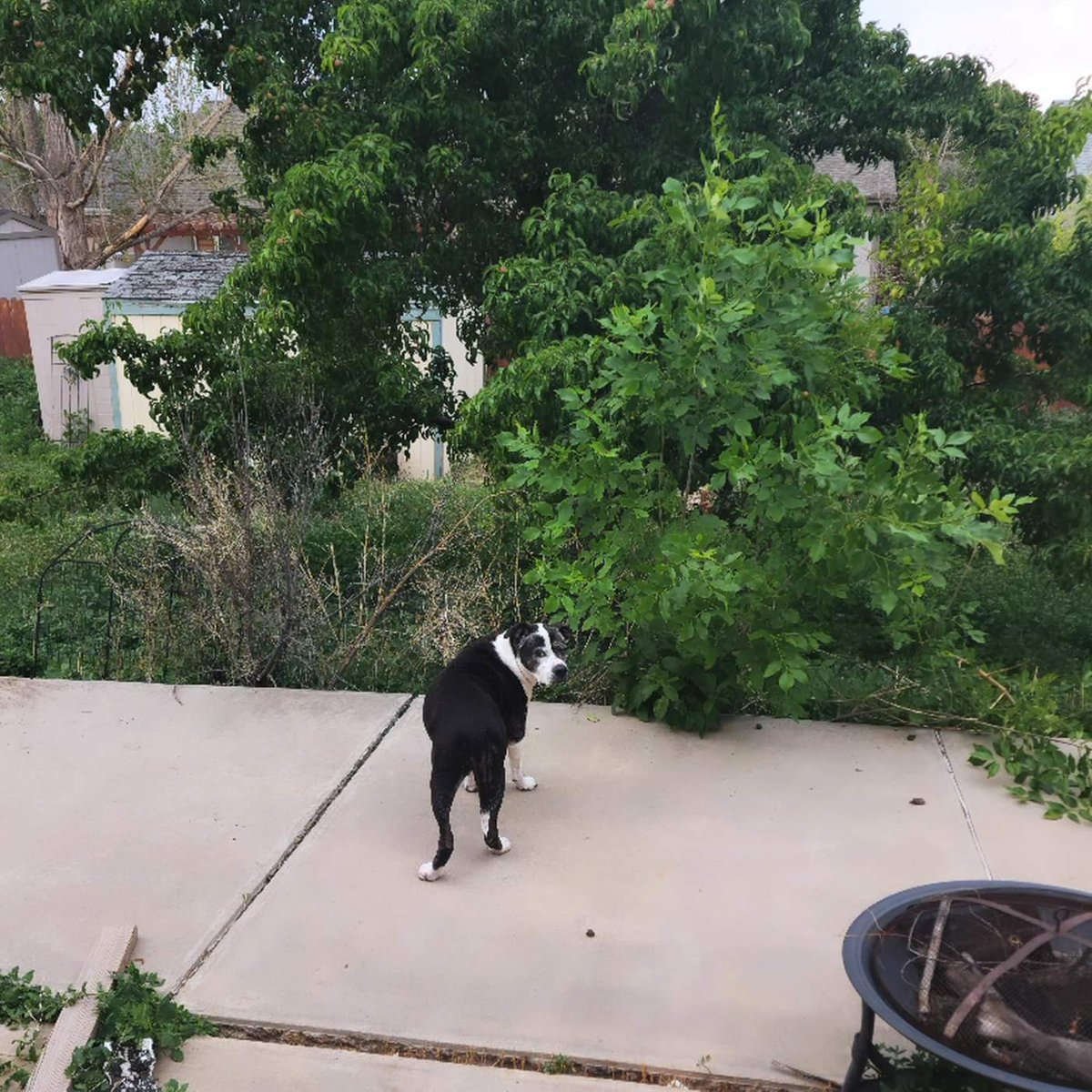 Vaesive_Plays's tweet photo. That's Jaeda's "wth, where are the, pears, dad?!" face. Too early in the season for pears to show up on the pear tree but all she knows is it's warm and there are leaves so there should be pears 🤣
---
#pitbull #pibble #pittie #jaeda #houseseal #bullybreed #elderpup #elderbull https://t.co/GMOSk4gQda