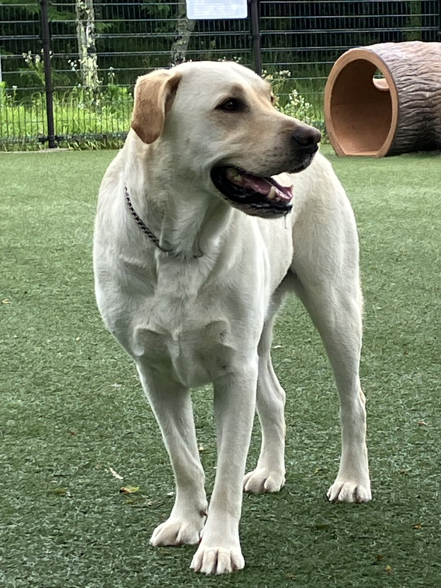 SweetFrankFC's tweet photo. おはよう〜　朝ドックラン

#LabradorRetreiver #Frank #ラブラドールレトリバー #ラブラドール中毒 https://t.co/UEWviOYeNs