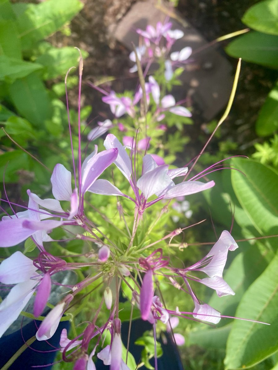 marietculver's tweet photo. Signs of Summer #homegarden #homesweethome 🏡 #callalily #cleome #mountainmint #beebalm 💕💕💕 https://t.co/q7sZQRn4TE