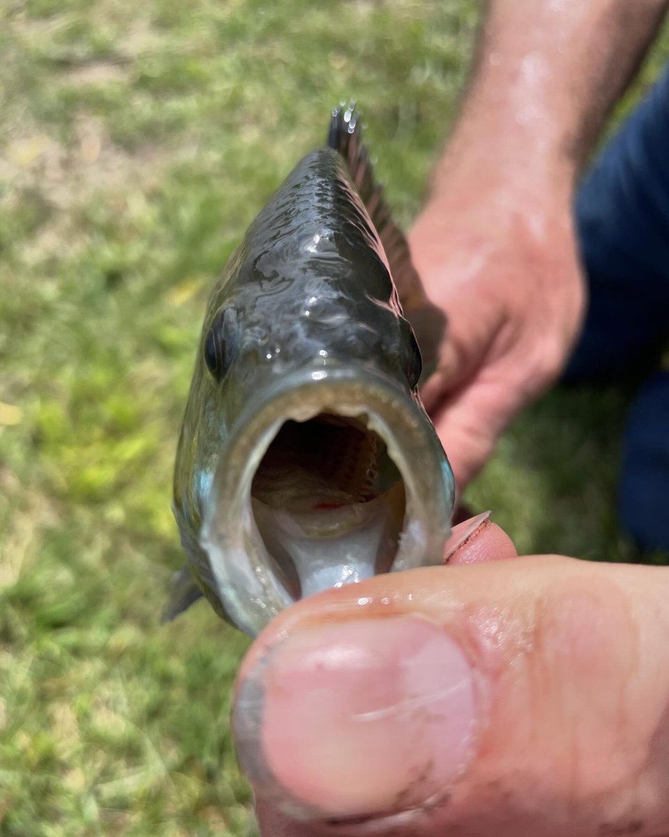 cpsmyers's tweet image. Great day at the BoCo Nature School with @MDC_online helping some scouts earn badges! Love doing outdoor ed/PBL with kids grade 1-12. It’s was a fabulous day! #cpsscience