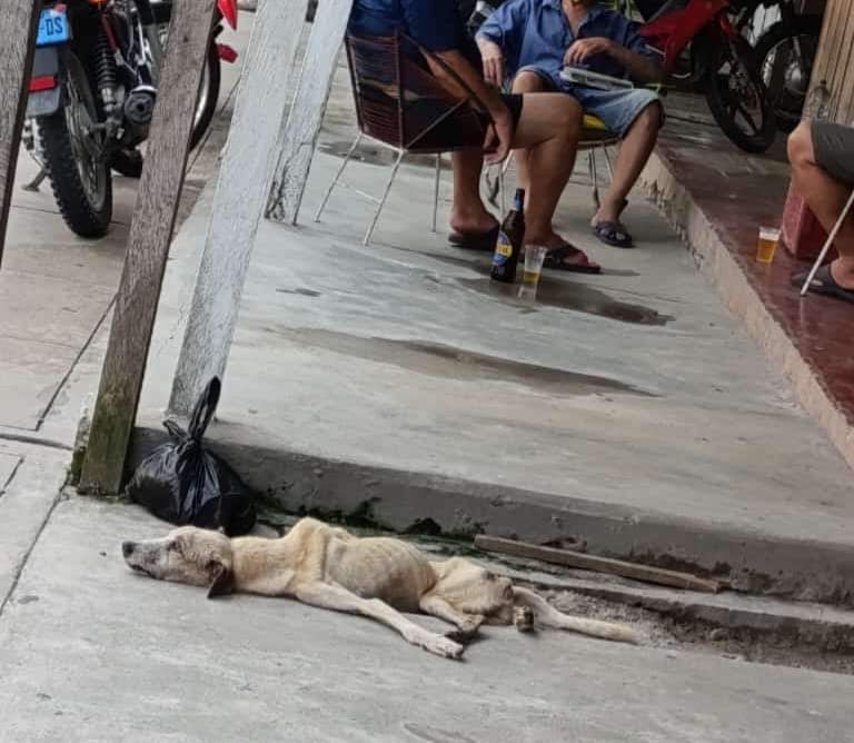 SilviaMylo's tweet photo. Norte de Perú
Indigno de seres evolucionados, inhumano, cruel
Malditos bastardos ‼️ 😡
Copio :

Perrito agonizando en Calle Pinglo cuadra 6 (con távara) El pobrecito está hueso y pellejo. Necesitamos llevarlo con urgencia a una veterinaria https://t.co/GV10ZFSJFM