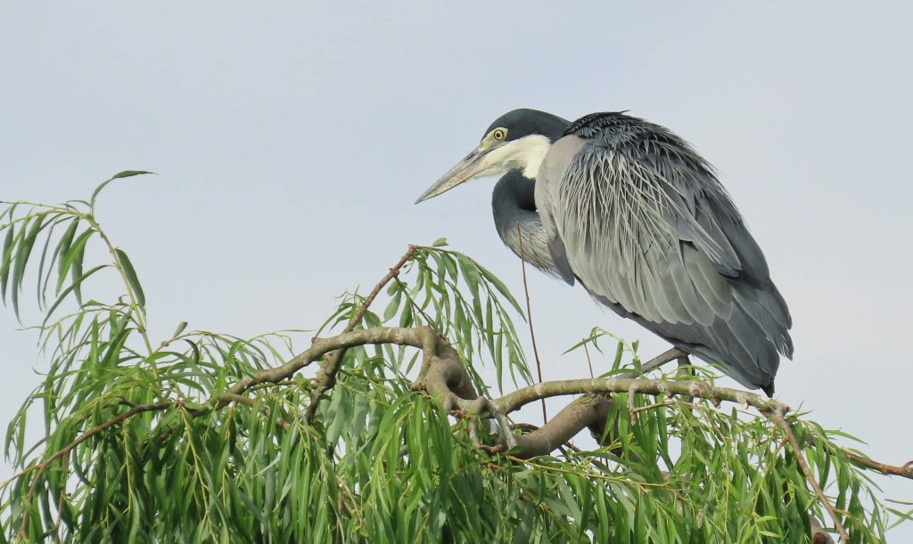 sarahmaddox's tweet photo. Black-headed Heron in Lonehill, South Africa (rediscovered while going thru my photos from a 2022 trip) #BirdWatching #Birds #BirdsOfTwitter #BirdsTwitter #BirdsOfX https://t.co/gUJhn8NaHb