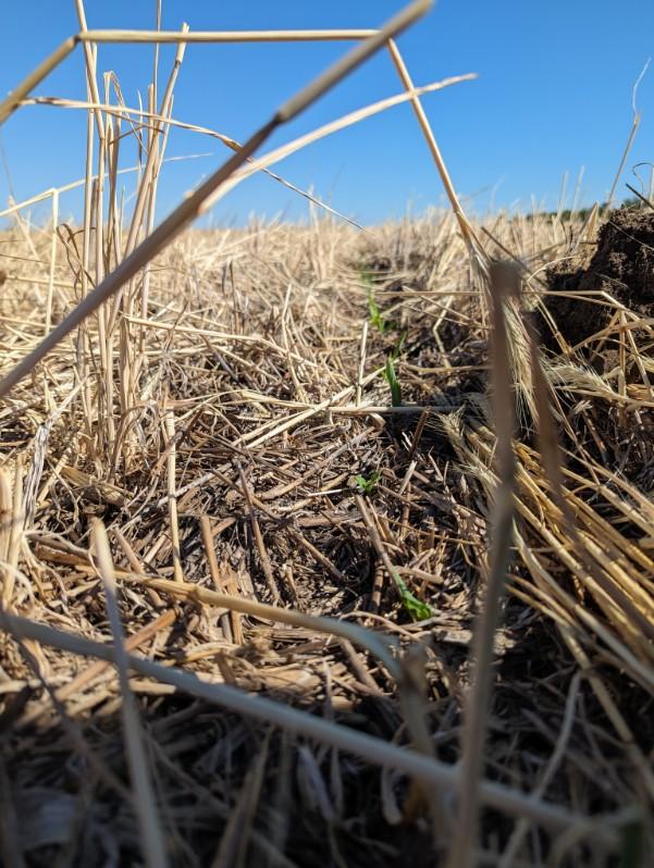 Dr. Lindsay C. Malone tweet media