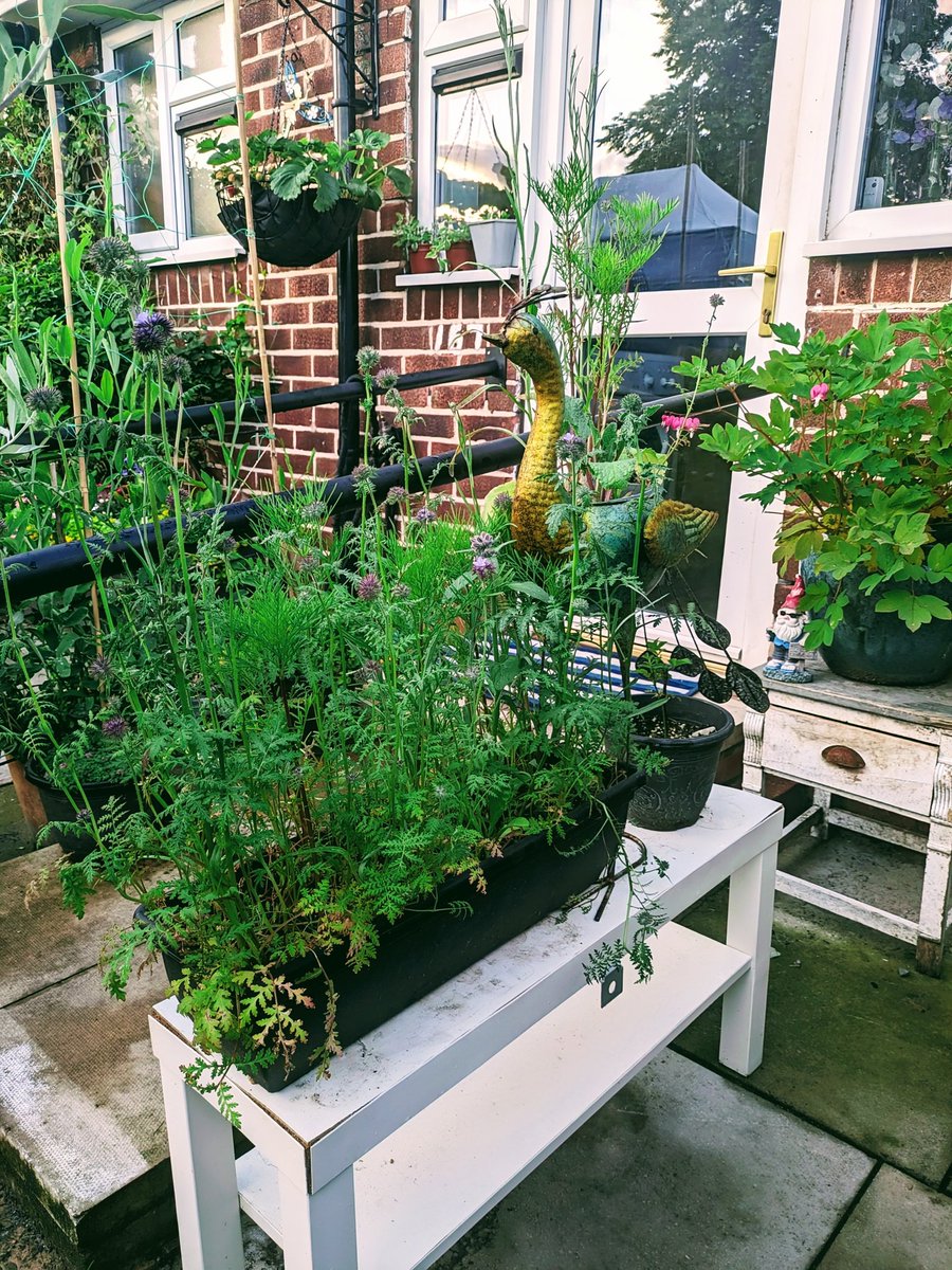 BenMacdonaldUK's tweet image. First pop of colour today from my #SeedsForBees kindly given for free and plants by me and other @38degrees supporters.