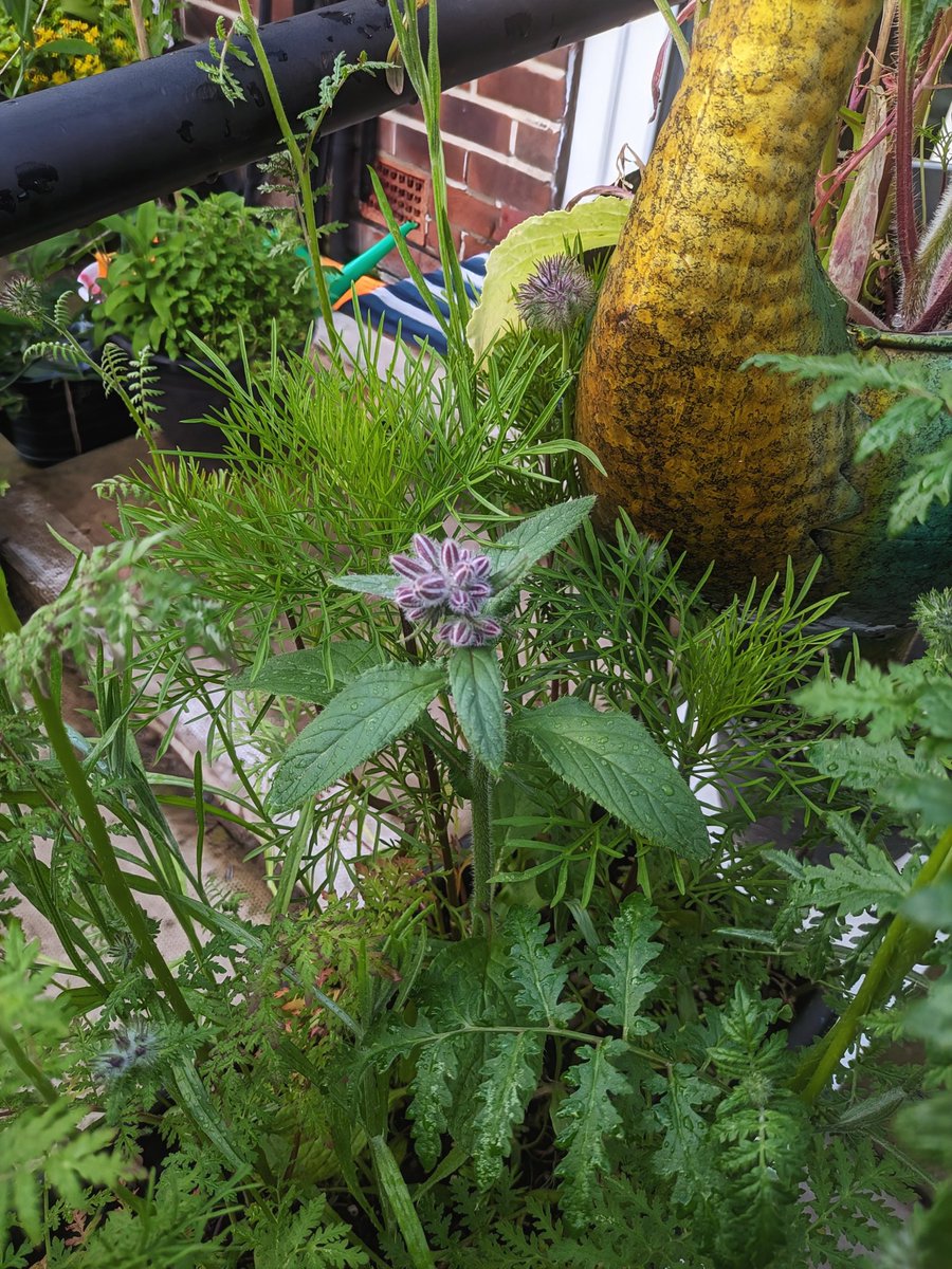 BenMacdonaldUK's tweet image. First pop of colour today from my #SeedsForBees kindly given for free and plants by me and other @38degrees supporters.