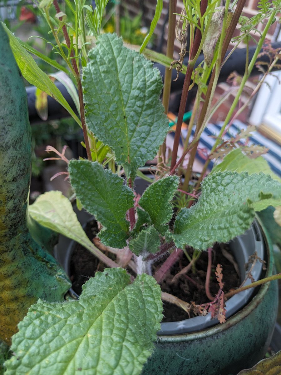 BenMacdonaldUK's tweet image. First pop of colour today from my #SeedsForBees kindly given for free and plants by me and other @38degrees supporters.