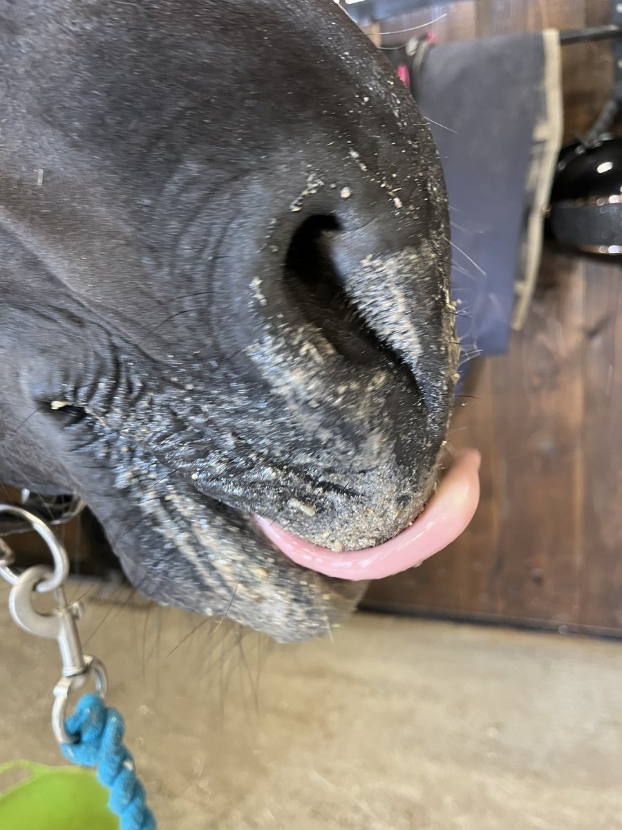 SandinSolveig's tweet photo. När en massa mat fastat på mulen måste man försöka få in den i munnen🥰 https://t.co/77Ybdms9KK