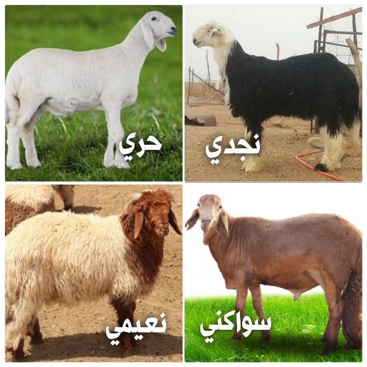 #عاشق_الماضي tweet media