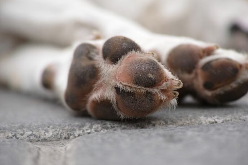 portoalegre24h's tweet photo. Câmara de Porto Alegre pode obrigar infratores a pagar tratamento veterinário de animais maltratados - https://t.co/tDaZt2LTDp https://t.co/mjzaYshrhd