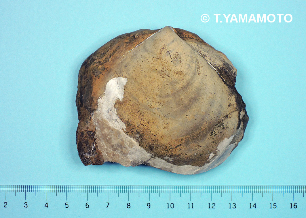 イノセラムス（Inoceramus）属の二枚貝。中生代白亜紀。化石を眺めて