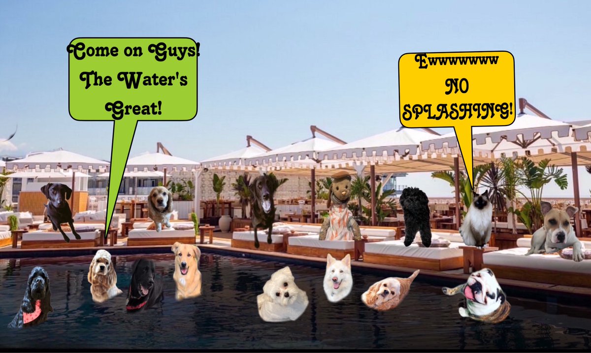 Lt Lizzie πβs Spring & her #ZSHQ Communityπ«‘ (@lizzie_bear2016) on Twitter photo <a href="/PeytonReads/">Peyton Reads ππ»ππΎ</a> <a href="/AffieObi/">Mina the Menace & Ira the Imp</a> @Oak2_AngelWin <a href="/AmyMarieCollin1/">Amy-Marie Collins & Georgie Boy π</a> <a href="/WonderWilbur/">Wilbur the Wonder & Ernie the Explorer</a> <a href="/BuntyMayflower/">Bunty</a> <a href="/Mickeypaws1/">Mickey Paws πΎπΎ</a> <a href="/Coopers_PR_Mom/">CLawGrl & Cooper πΎ</a> <a href="/ElizGriff2016/">Elizabeth Griffith</a> <a href="/MelissaJLadner/">Me Tilly(4-3-23), me Bindi & me Lulu wiv πGwacie.</a> <a href="/PetuniaMaePug/">Lt. Petunia Mae Parker π·π</a> <a href="/SiriusWhite14/">Sirius White</a> <a href="/TuckerDude1/">Tucker</a> <a href="/elvisbulldoguk1/">The Adventures of Elvis,Teddy,Bear,Cookie and Coco</a> <a href="/thecockerbros/">π»π π πππ βππ‘π‘πͺ</a> <a href="/DottieMinerva1/">Dottie Minerva</a> <a href="/lucymagsisfurs/">Lucy Lu and Maggie May - Beagle Sisfurs</a> <a href="/AkitaHampton/">Hampton the Akita</a> <a href="/FenwickCHO/">Fenwick CHO π¨π¦π</a> <a href="/JacksonTheHuski/">IamPuppsyX</a> <a href="/CanadianPenny1/">CanadianPenny π¨π¦</a> <a href="/MaryTutor57/">Mary @ Sargent Quigley #ZSHQ</a> Ahhhhhhhh! Now this is more like it! #TheRuffRiderz #TJ5RuffRiderz <a href="/PeytonReads/">Peyton Reads ππ»ππΎ</a> <a href="/AffieObi/">Mina the Menace & Ira the Imp</a> @Oak2_AngelWin <a href="/AmyMarieCollin1/">Amy-Marie Collins & Georgie Boy π</a> <a href="/WonderWilbur/">Wilbur the Wonder & Ernie the Explorer</a> <a href="/BuntyMayflower/">Bunty</a> <a href="/Mickeypaws1/">Mickey Paws πΎπΎ</a> <a href="/Coopers_PR_Mom/">CLawGrl & Cooper πΎ</a> <a href="/ElizGriff2016/">Elizabeth Griffith</a> <a href="/MelissaJLadner/">Me Tilly(4-3-23), me Bindi & me Lulu wiv πGwacie.</a> <a href="/PetuniaMaePug/">Lt. Petunia Mae Parker π·π</a> <a href="/SiriusWhite14/">Sirius White</a> <a href="/TuckerDude1/">Tucker</a> <a href="/elvisbulldoguk1/">The Adventures of Elvis,Teddy,Bear,Cookie and Coco</a> <a href="/thecockerbros/">π»π π πππ βππ‘π‘πͺ</a> <a href="/DottieMinerva1/">Dottie Minerva</a> <a href="/lucymagsisfurs/">Lucy Lu and Maggie May - Beagle Sisfurs</a> <a href="/AkitaHampton/">Hampton the Akita</a> <a href="/FenwickCHO/">Fenwick CHO π¨π¦π</a> <a href="/JacksonTheHuski/">IamPuppsyX</a> <a href="/CanadianPenny1/">CanadianPenny π¨π¦</a> <a href="/MaryTutor57/">Mary @ Sargent Quigley #ZSHQ</a> Ahhhhhhhh! Now this is more like it! #TheRuffRiderz #TJ5RuffRiderz