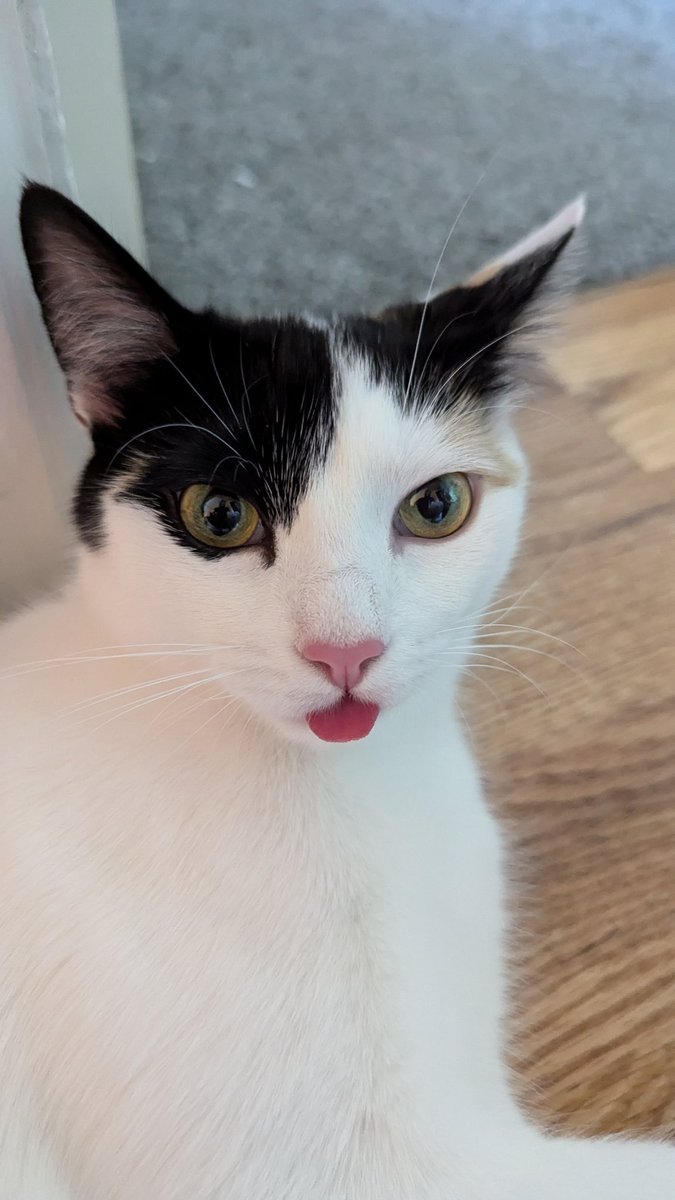 SupaDupaJeff's tweet photo. Zelda is silly https://t.co/Lcv6TQS7in