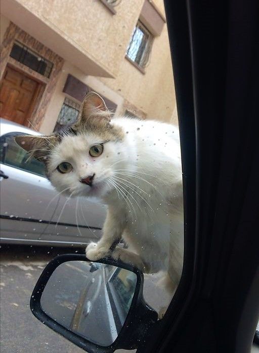 TodoDiaGatinhos's tweet photo. "oi você fez pspspsps ali no estacionamento do mercado" https://t.co/vB7miYZxC3