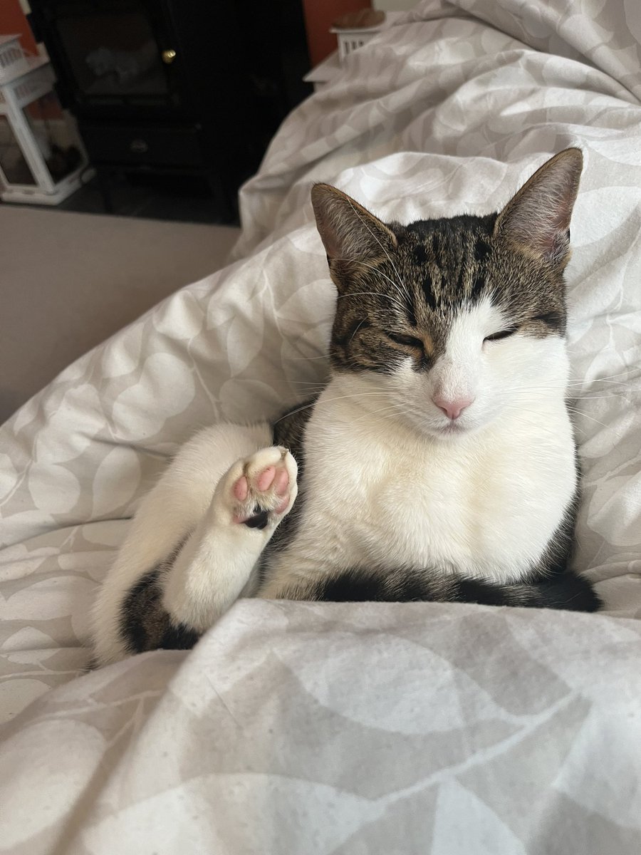 RachelMFarrow88's tweet photo. @RachLouDriscoll What an absolute beauty 😻

Our girl Binky says hello 👋🏻 https://t.co/kCcoRgtgEx