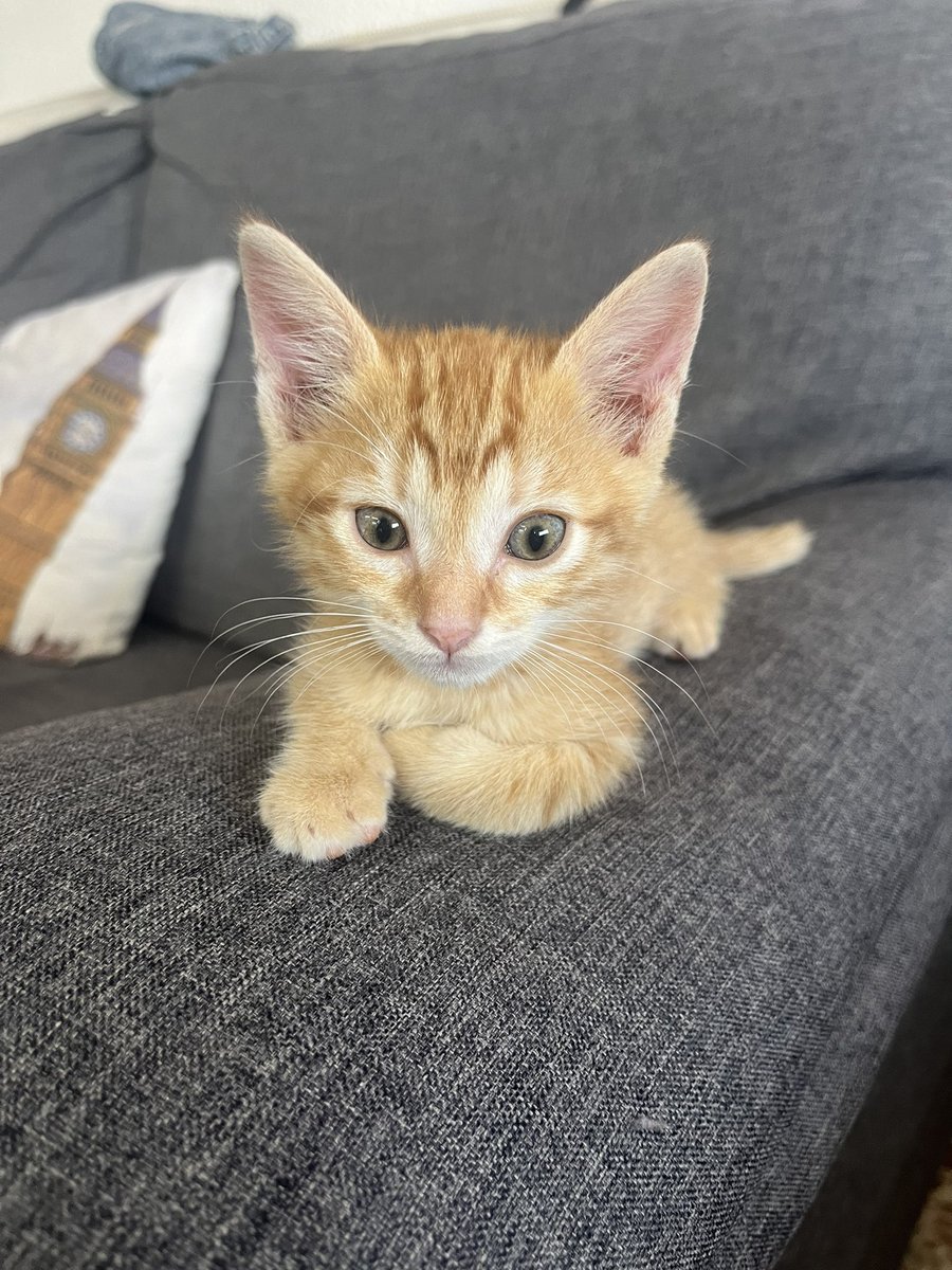 grausimolorena's tweet photo. Puc voler mes als meus bebés 😍 https://t.co/U6jCiLzY65