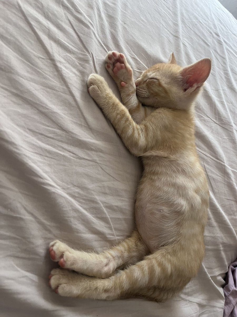 grausimolorena's tweet photo. Puc voler mes als meus bebés 😍 https://t.co/U6jCiLzY65