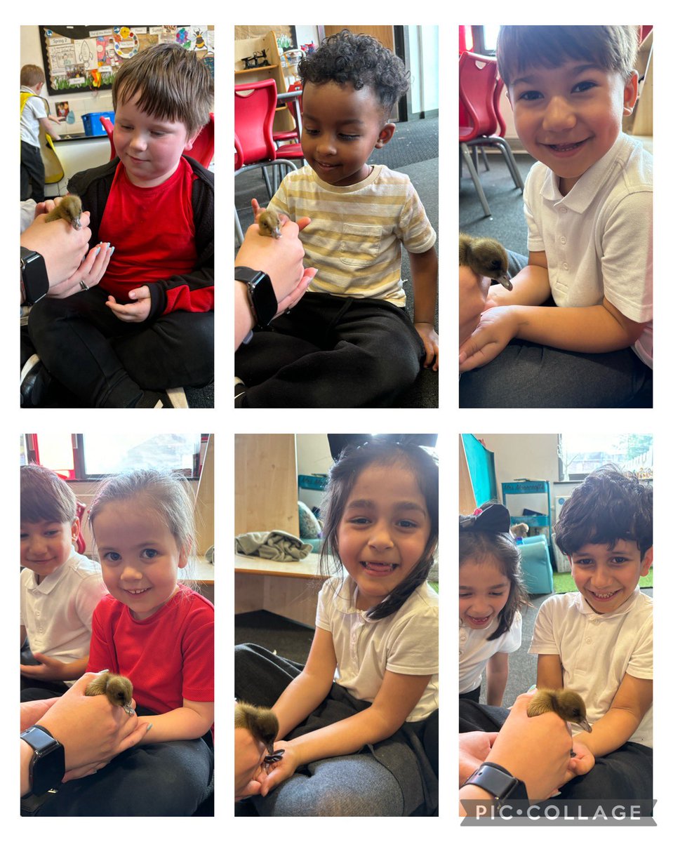 NewParkPrimary's tweet photo. RM have loved our duckling visitors π¦ β€οΈ #NP_RM https://t.co/5bqCYlR3xx