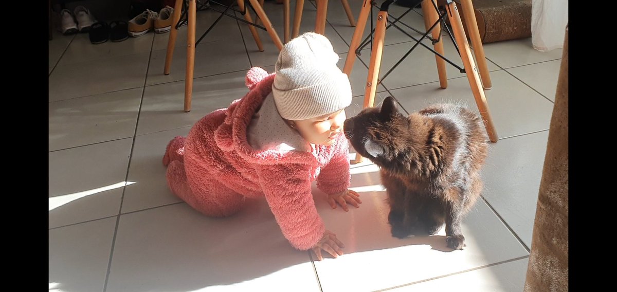 Donato Azevedo tweet media