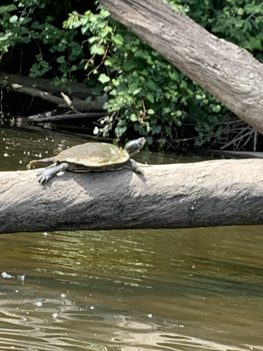 kle052789's tweet photo. Great day to get out on the water! Not our prettiest paddle (lots of trash and pot smoking around), but always good to get out, and we saw some cool wildlife. #paddlehard #optoutside #weedmaybelegal #butitstillstinks https://t.co/YHNqAgeN0B