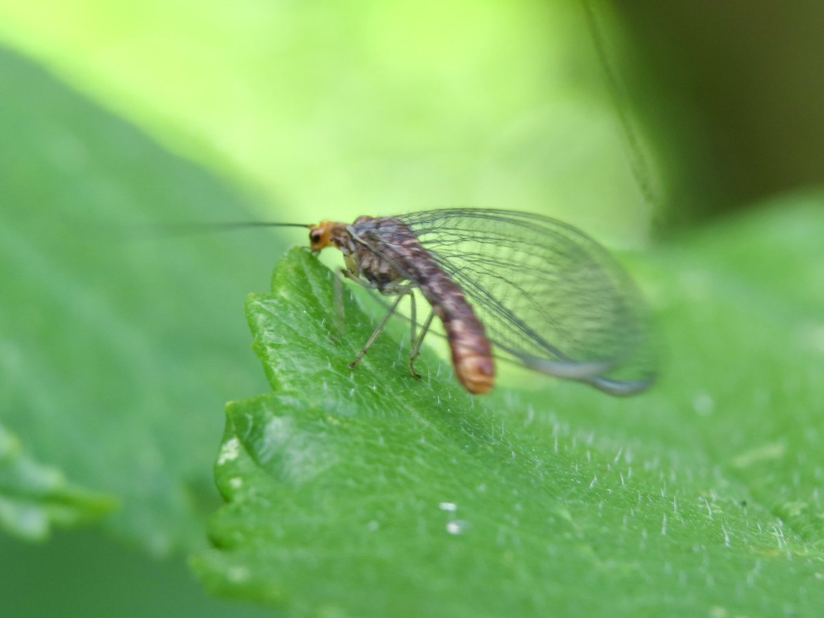 framptonnature's tweet photo. Black Lacewing - Nothochrysa capitata - on an Elm along the Frome today.  Quite widespread but not often recorded - seems to be no previous records in South Gloucestershire. https://t.co/3iPJJ3VDmr
