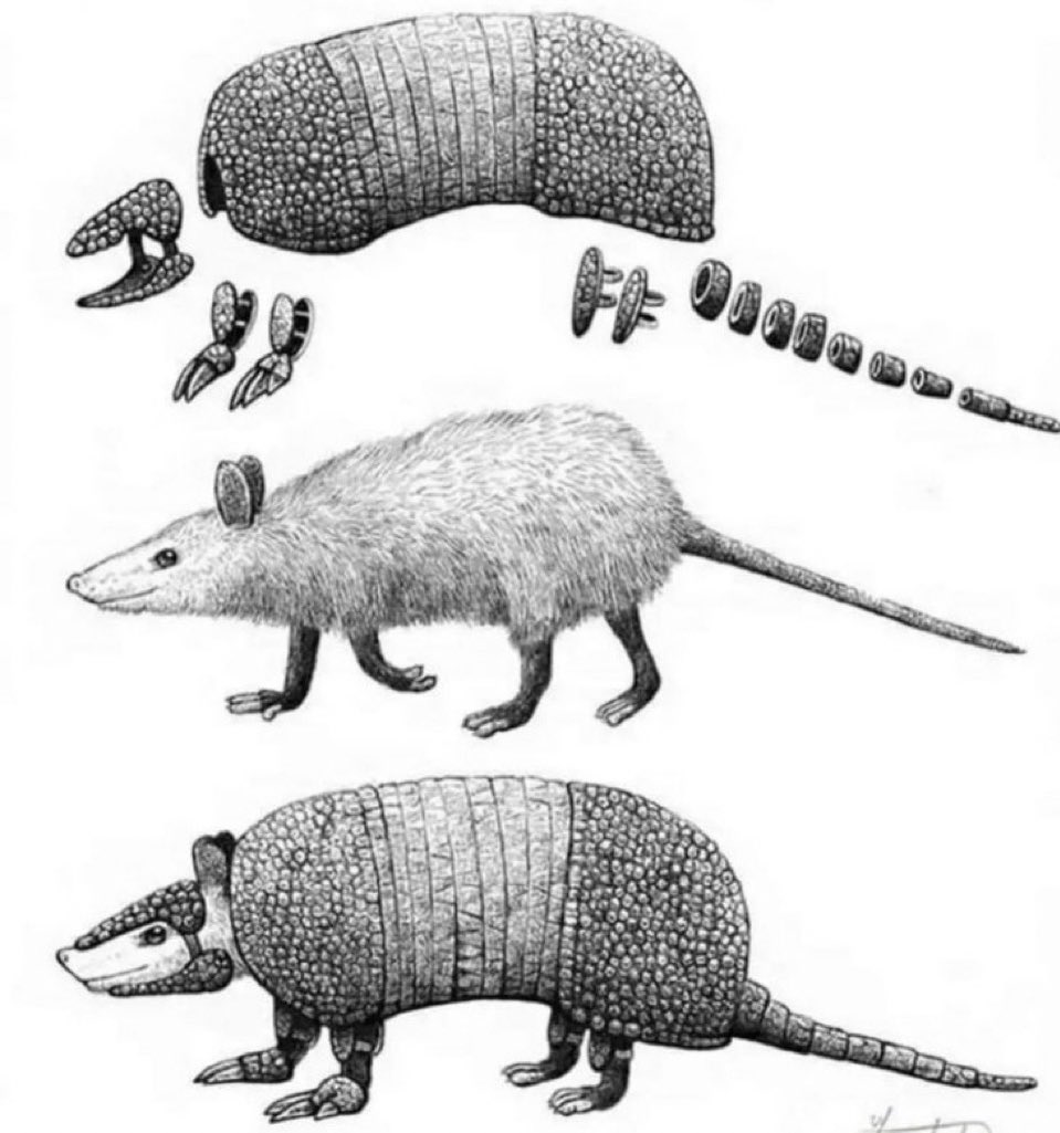 Tatu é um rato de armardura