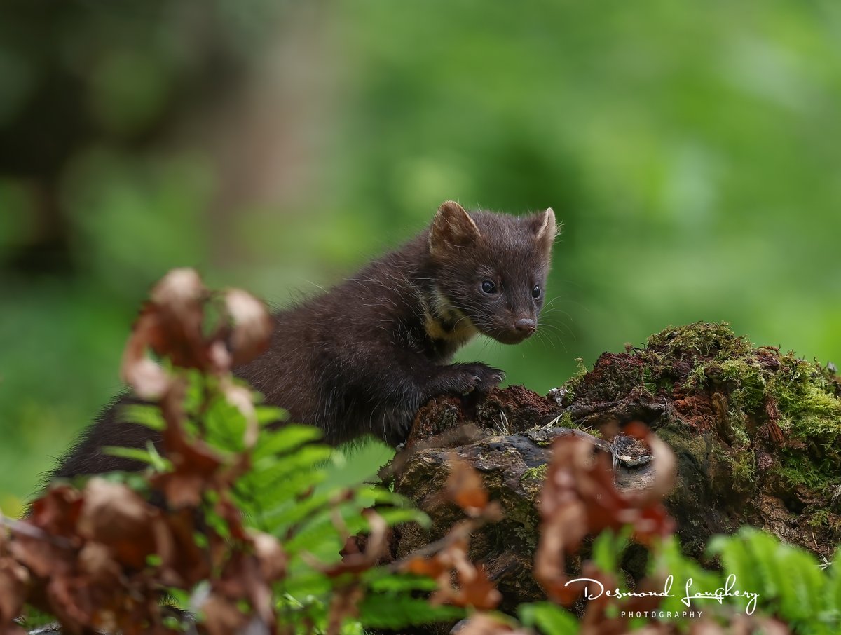 Desmond Loughery (@desmondloughery) on Twitter photo The elusive pinemarten in Limavady today <a href="/BinevenaghLPS/">Binevenagh & Coastal Lowlands LPS</a> <a href="/BinevenaghR/">Binevenagh Red Squirrels Group</a> <a href="/WeatherCee/">Cecilia Daly</a> #nature <a href="/BBCSpringwatch/">BBC Springwatch</a> The elusive pinemarten in Limavady today <a href="/BinevenaghLPS/">Binevenagh & Coastal Lowlands LPS</a> <a href="/BinevenaghR/">Binevenagh Red Squirrels Group</a> <a href="/WeatherCee/">Cecilia Daly</a> #nature <a href="/BBCSpringwatch/">BBC Springwatch</a>