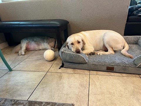 SWMaybelline's tweet photo. https://t.co/fF5ouUsnuL 
Leo the Lab report: I finally got my bed back, though I've been quite understanding about Big Sister Mixi using it because of her torn ACL, which was my fault. I even offered to share my ball with her. 
#tornACL #RecoveryPhrase #Labrador #shareing #pets https://t.co/idXM8Ghayp