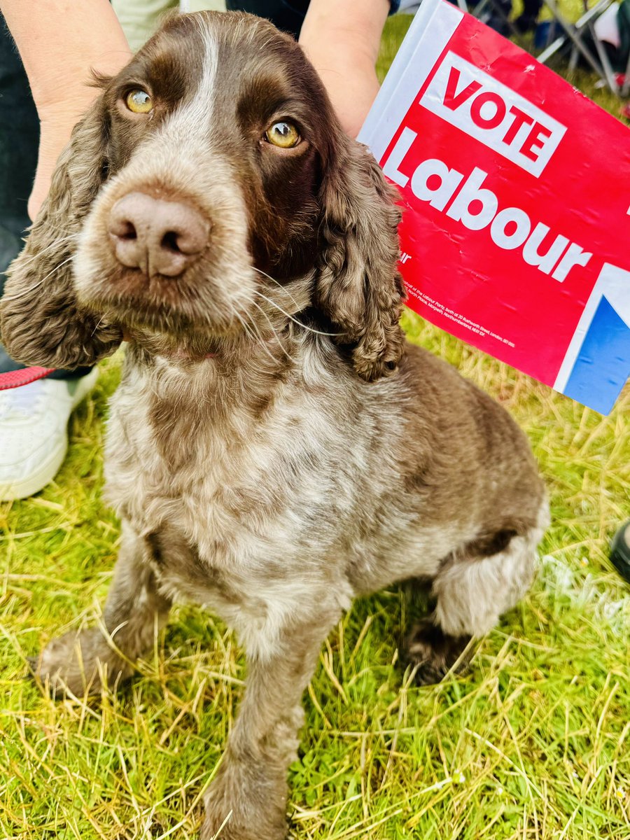 DrAyshaRaza's tweet photo. #PetsForLabour #DoorstepDogs https://t.co/5vwKp8zF69