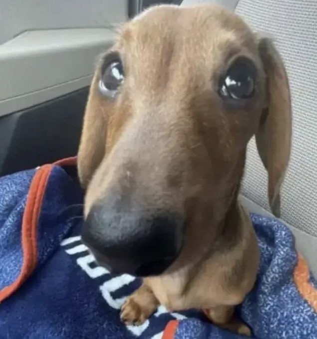 wwwmlna's tweet image. antes de ir em algum show fico cerca de uma semana escutando compulsivamente o artista q vai se apresentar pra ter certeza q aproveitarei 100% da experiência e conhecer todas as músicas q ele cantar