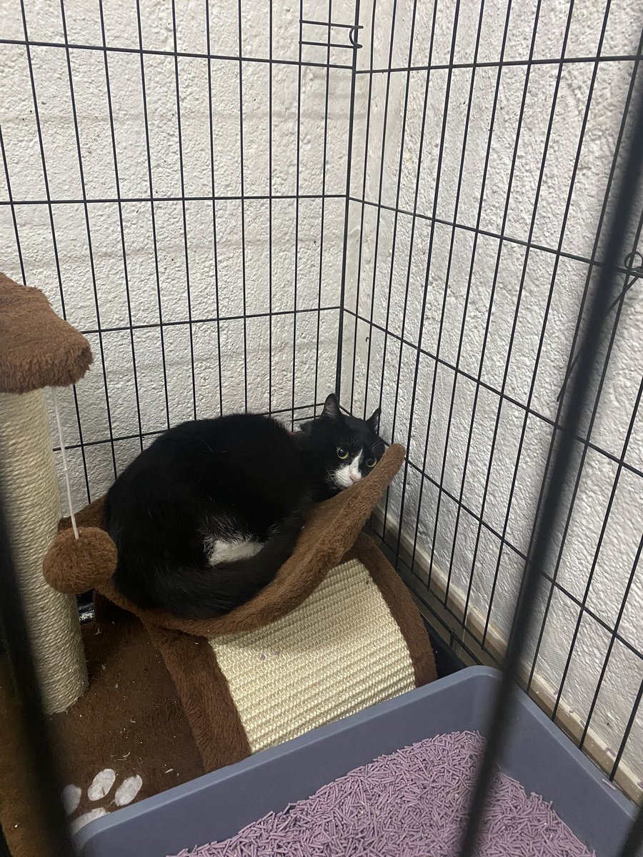 Hola!
Necesitamos un transporte solidario para Emmo de Barcelona a Madrid💕
Es un gatito feral al que le han amputado una pata y hemos encontrado un santuario para él🙏🏻