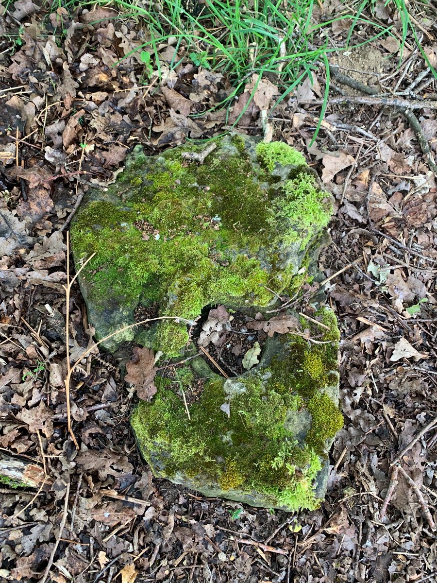 megportal's tweet photo. We also found the lost erratic ‘puddingstone’ on the boundary of Grime’s Graves. More tomorrow @the_stone_club  @JWexlerBM    #StandingStoneSunday /2 https://t.co/7nNmBou3FD