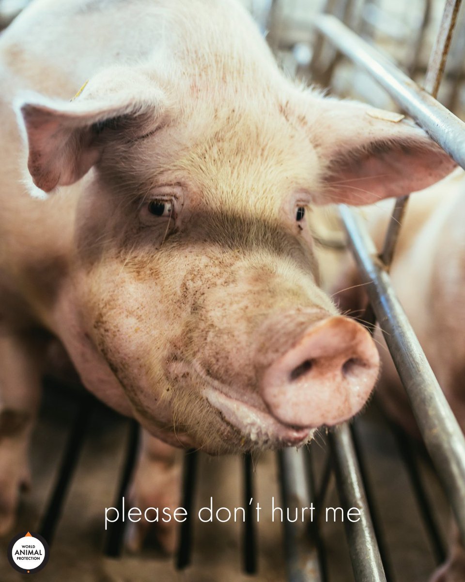MoveTheWorldUS's tweet photo. There's no reason to hurt animals. None, whatsoever. 🧡 https://t.co/RdUg9RRJOg
