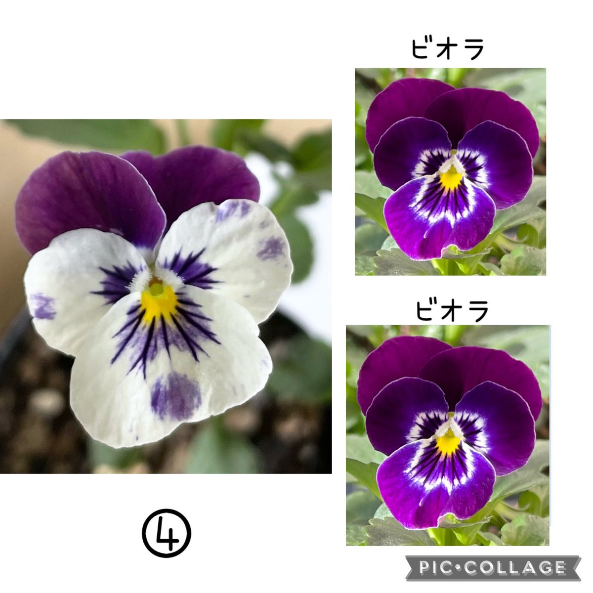 HNuapSd's tweet photo. ビオラの交配結果④
セルフ交配でツートンが開花🌸
親ビオラも今はツートンになっているので寒くなったら全体的に紫になるのかも？ https://t.co/ywqYfD1QXk