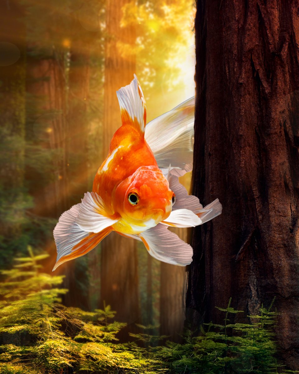 Fish out of water. Take two very different photos and make one totally  unique creation., image size:960x1200