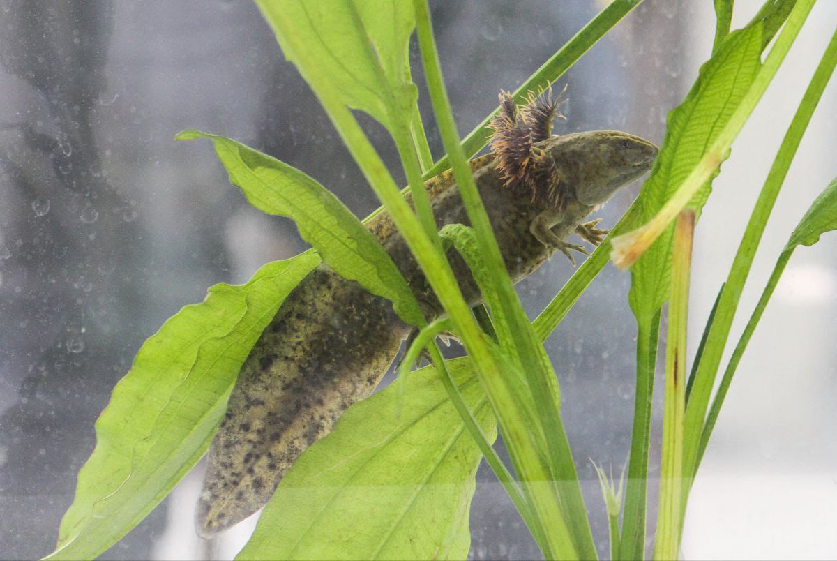 SEDEMA_CDMX's tweet photo. ¿Ya conoces el "Anfibium" Museo del Axolote y Centro de Conservación de Anfibios?
En más de un año, este espacio ha logrado avances significativos en sus programas de conservación, contribuyendo a que sus visitantes conozcan 5 de las 17 especies de ajolotes que habitan en México https://t.co/PSlNztD5zw
