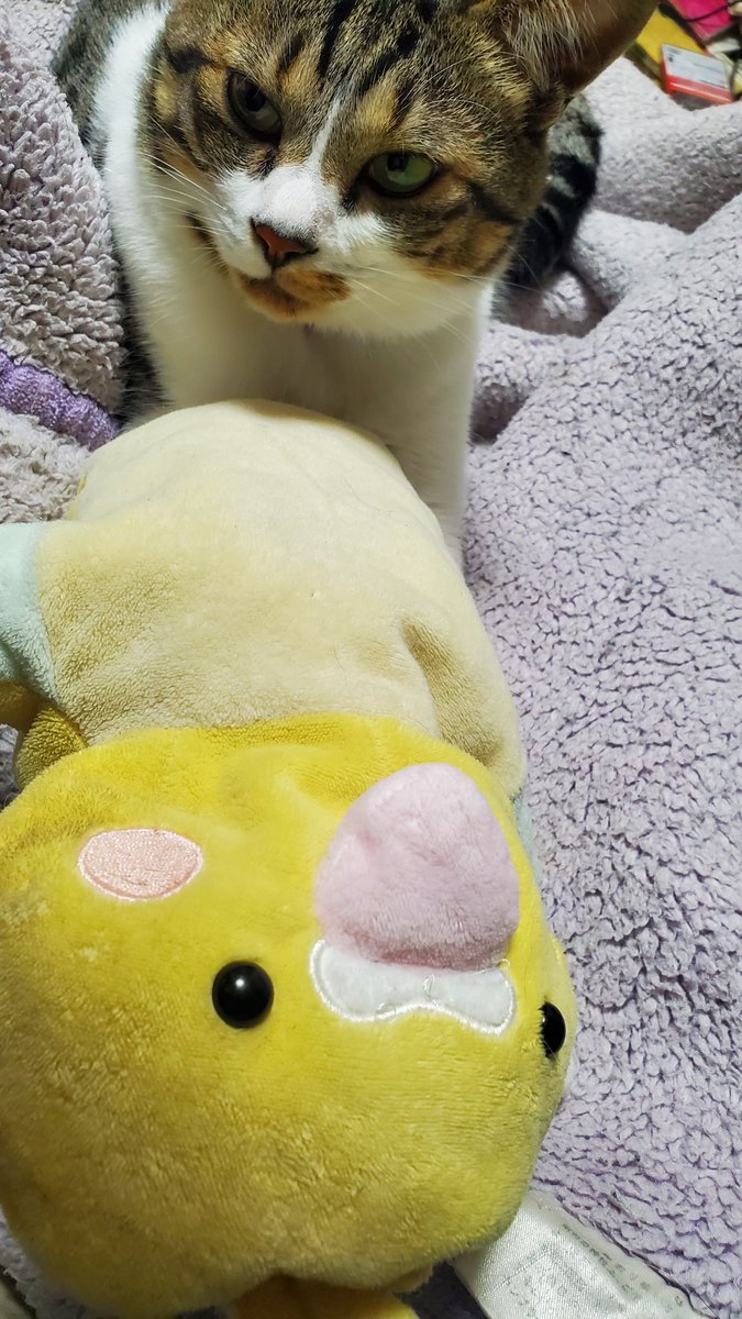 上の子のお気に入り