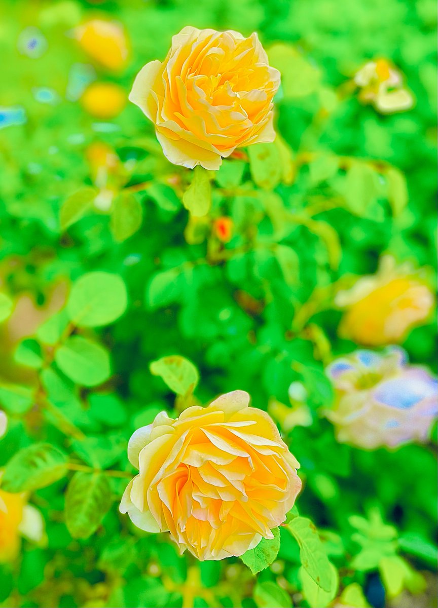 uP4wPvyjpj73621's tweet photo. グラハム･トーマス

#グラハムトーマス #GrahamThomas
#薔薇 #Rose #庭の花 https://t.co/z8LbTvh1vR