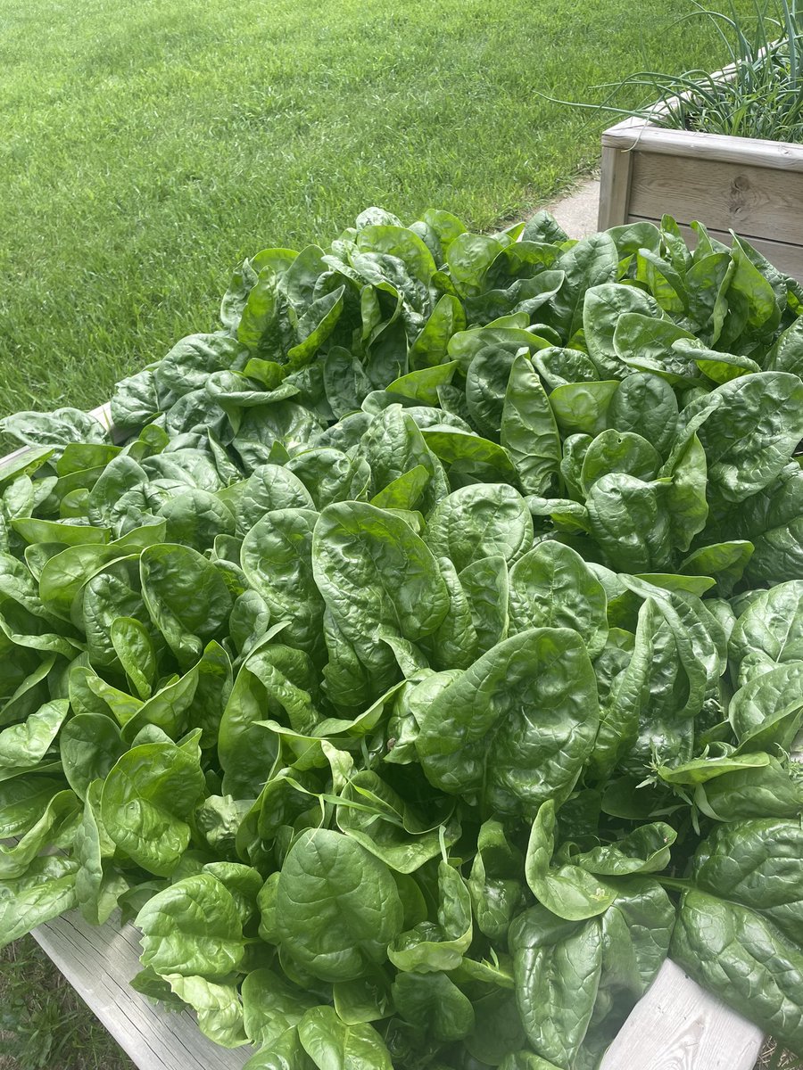 Drop the spinach recipes 🥗🥬💪🏽