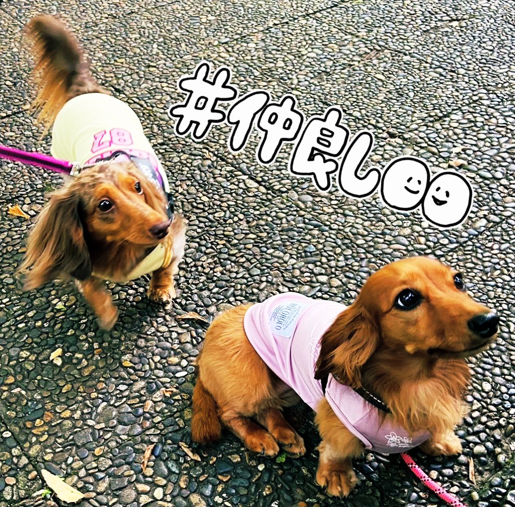 u2241's tweet image. #シバイヌコイン 
6月はグッドなニュースがあるのに下落が止まらんな…
#リップル は良い感じ🌟

#健康保険 高いなぁ…

#ミニチュアダックス 
#犬がいる幸せ 
#犬がいる生活 
#犬との暮らし 
暑くなってきたから早朝散歩🐶🐾