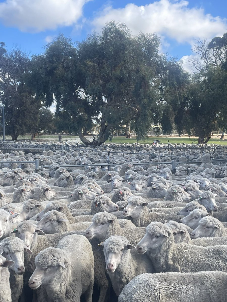 Cam Clifton Borondi Poll’s tweet media