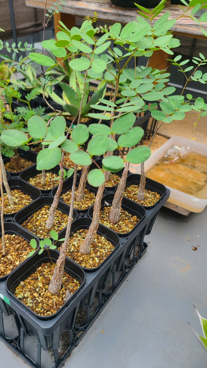 植物スペースが無くなってきた。。ドルステニア・フォエチダ
ペトペンチアナタレンシス
デロニクスプミラ
実生の上記3種欲しい方居ないですか？