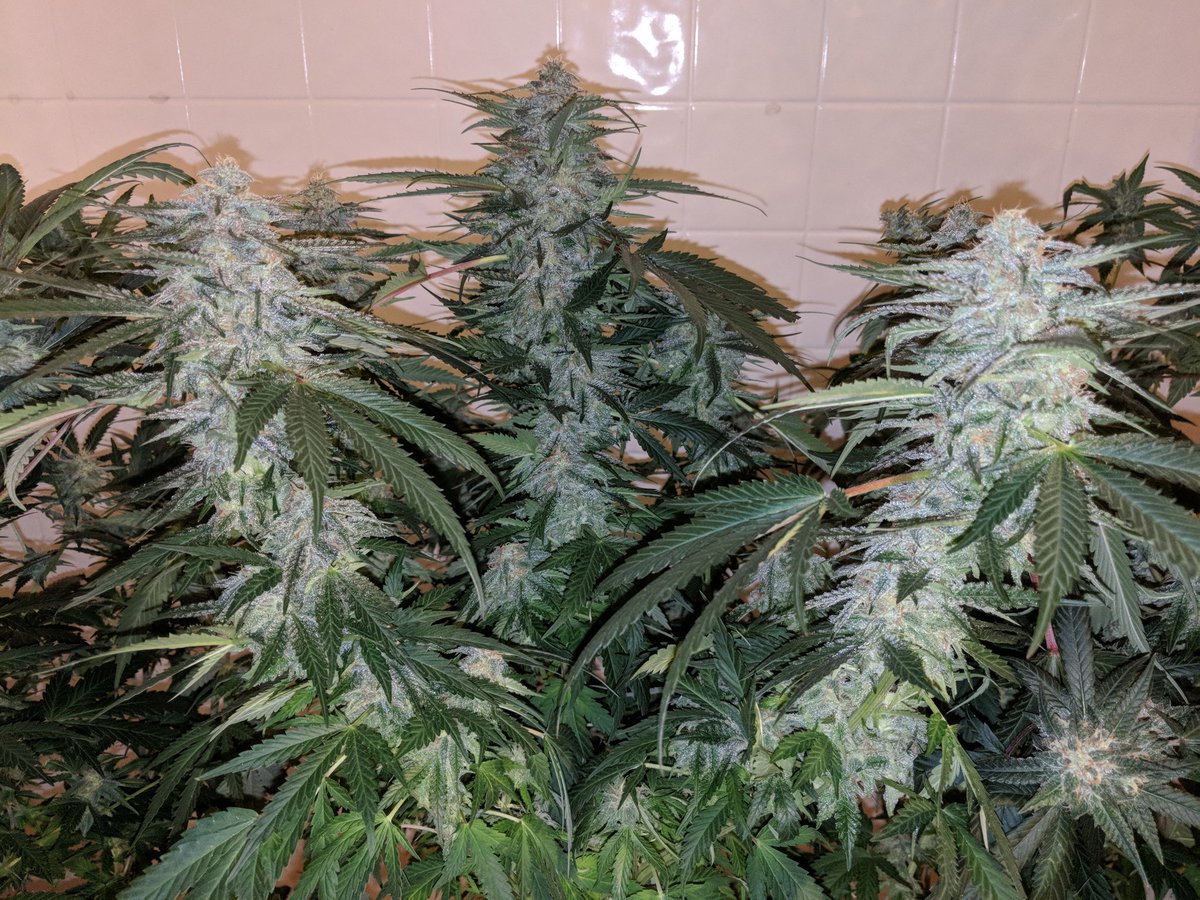 grown34233's tweet image. Tri Cola. Super frosty, un-named strain from an old garden. #growyourown #happytrees #indoorgrown #homwgrown #goldengrown
