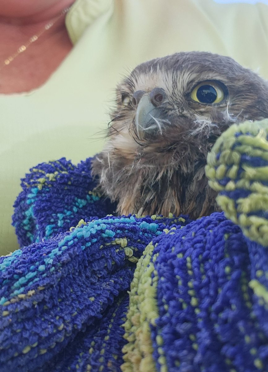 Q8 Paulette recently took action after finding a distressed &amp; exhausted baby owl in fast-moving canal water.  She jumped in and brought it to safety - while Momma watched from close by.  Have you encountered an animal in distress and what were your initial thoughts? #Parkchat