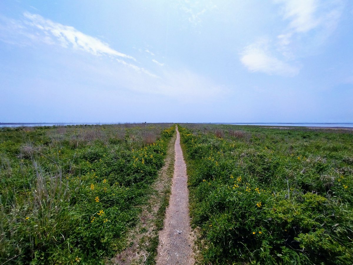 cha_bo_zu's tweet photo. 野付半島を散策してきました♪
砂嘴(さし)と呼ばれる地形で、ここでしか見られないであろう景色に圧倒されました(´ｰ｀) https://t.co/0wPHAVGCKF