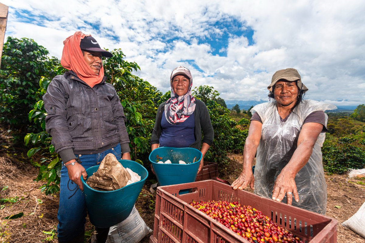 AgronetMADR's tweet photo. Colombia 🇨🇴celebra #hoy el #DíaNacionaldelCafé . #Agronet exalta el trabajo de las más de 549mil familias dedicadas al cultivo del Café ☕️ que hoy se produce en 22 departamentos y 603 municipios. @UPRAColombia @MinAgricultura https://t.co/V6vHCO5p1p