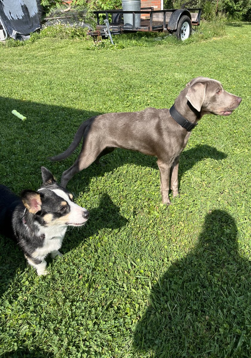 wolf06264's tweet photo. Happy pups 💜 https://t.co/GSO9qQFpsM