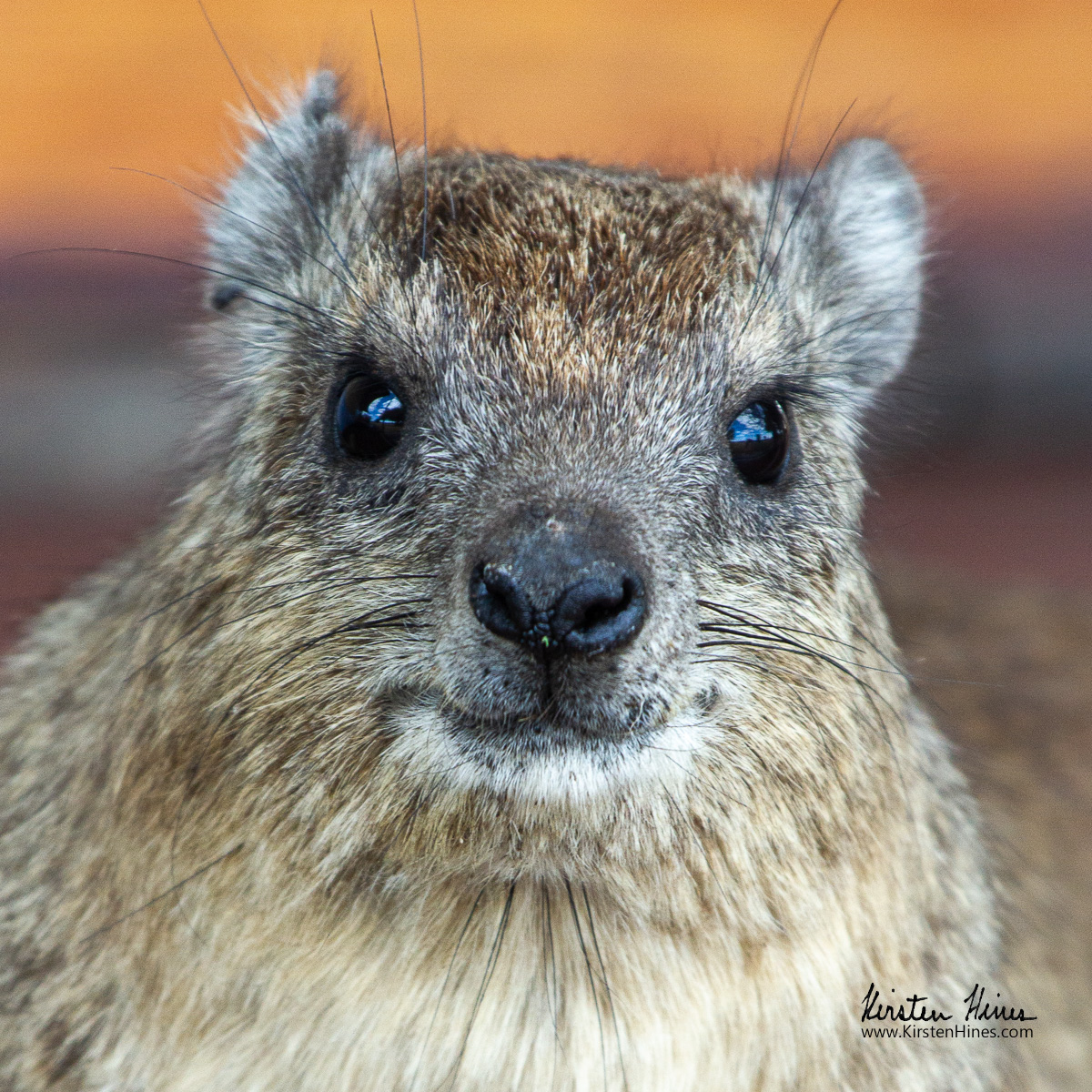 Happy Nature Photography Day! Many thanks to @FIUnews for featuring me and this little rock hyrax in honor of the occasion. Be sure to check out their posts to see more of my images and other FIU nature photographers: news.fiu.edu/2024/in-the-wi…