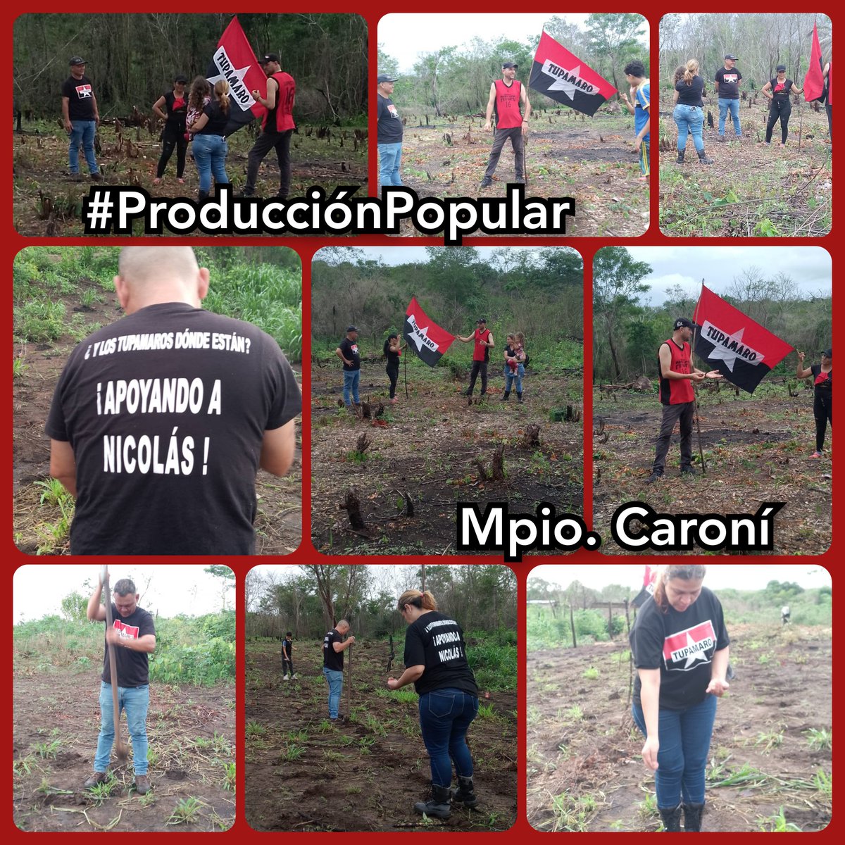 ¡ANTE LA GUERRA ECONÓMICA!
¡PRODUCCIÓN POPULAR!

En el Sector Valle Veracua Pquia. 5 de Julio Mpio. <a href="/TupamaroCaroni_/">Tupamaro Caroní mrt</a> nuestra militancia realizó trabajos de limpieza y siembra en espacios productivos para fortalecer la economía popular en el territorio.

<a href="/NicolasMaduro/">Nicolás Maduro</a>