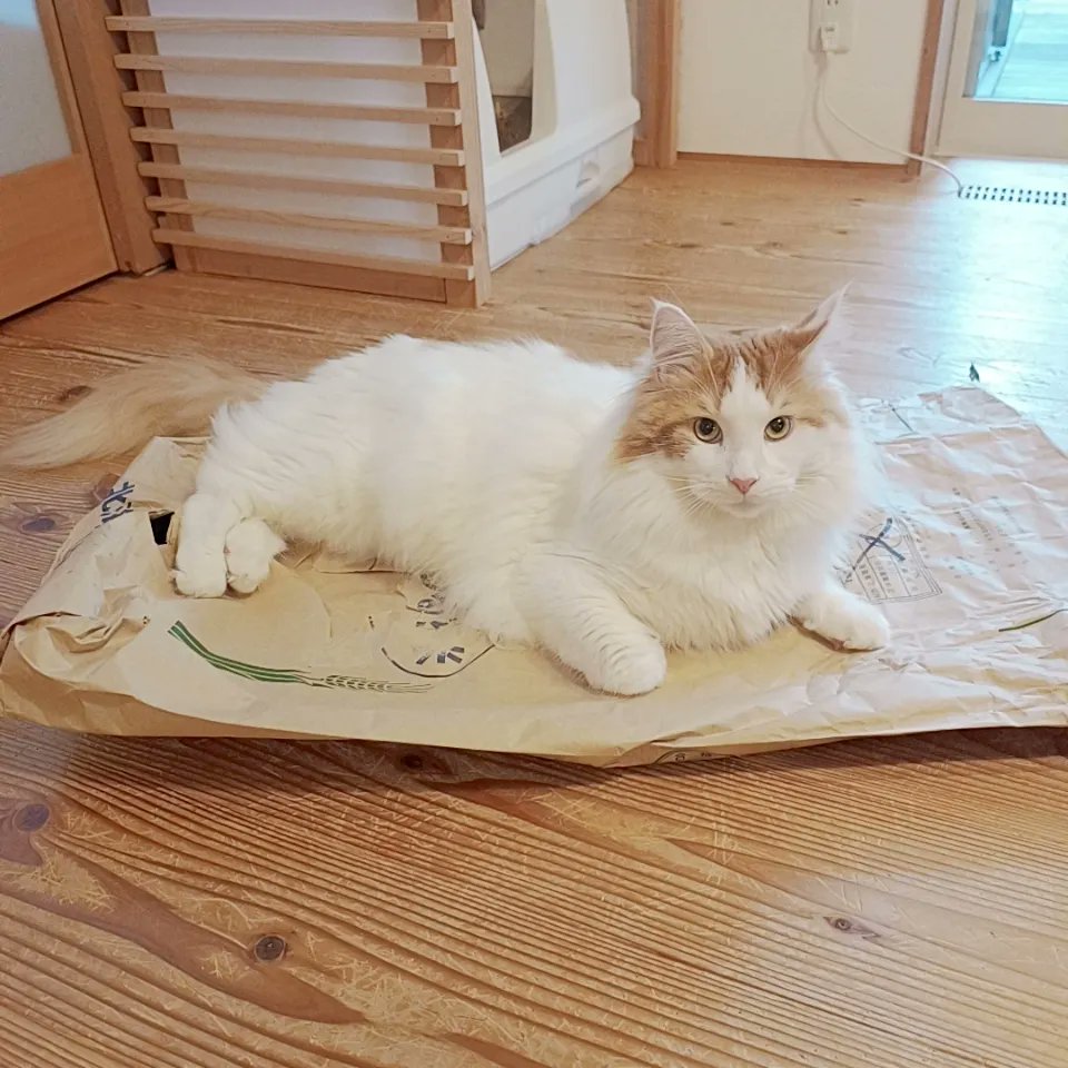 mainecoon_sette's tweet photo. 米袋の上から おはようございます🌾
こちらはお米じゃなくて
セテさんの猫砂です😽

#メインクーン #メインクーン男の子 #長毛猫 #猫 #猫のいる暮らし #今日の猫 #朝 #おはようございます #米袋 #maincoon #maincoonlovers #maincoonboy #cat #todayscat #goodmorning #fluffycat #haveaniceday https://t.co/MCrngnChLt