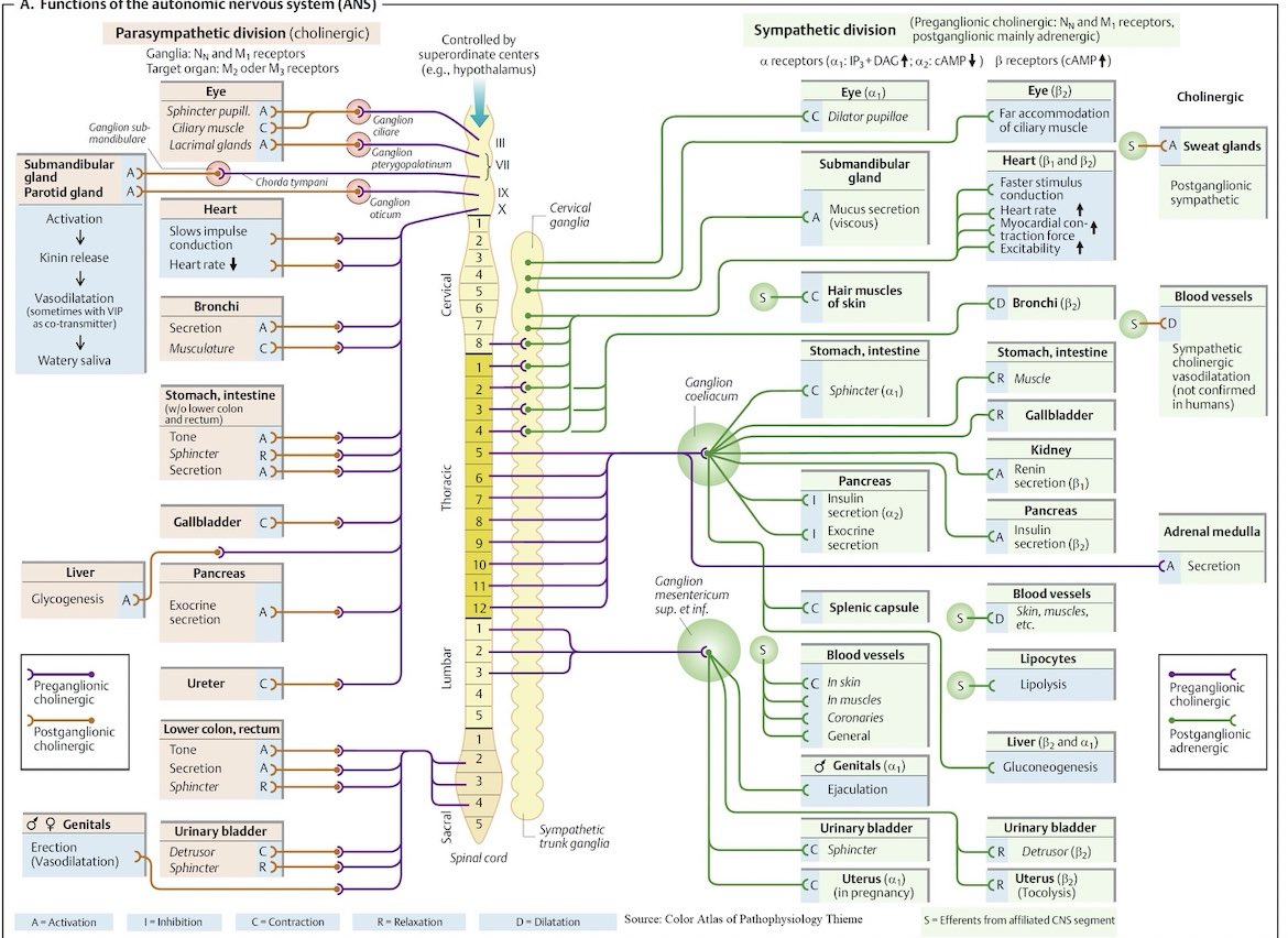 OGdukeneurosurg's tweet photo. Autonomic
Nervous 
System https://t.co/QbkQb3wlCb